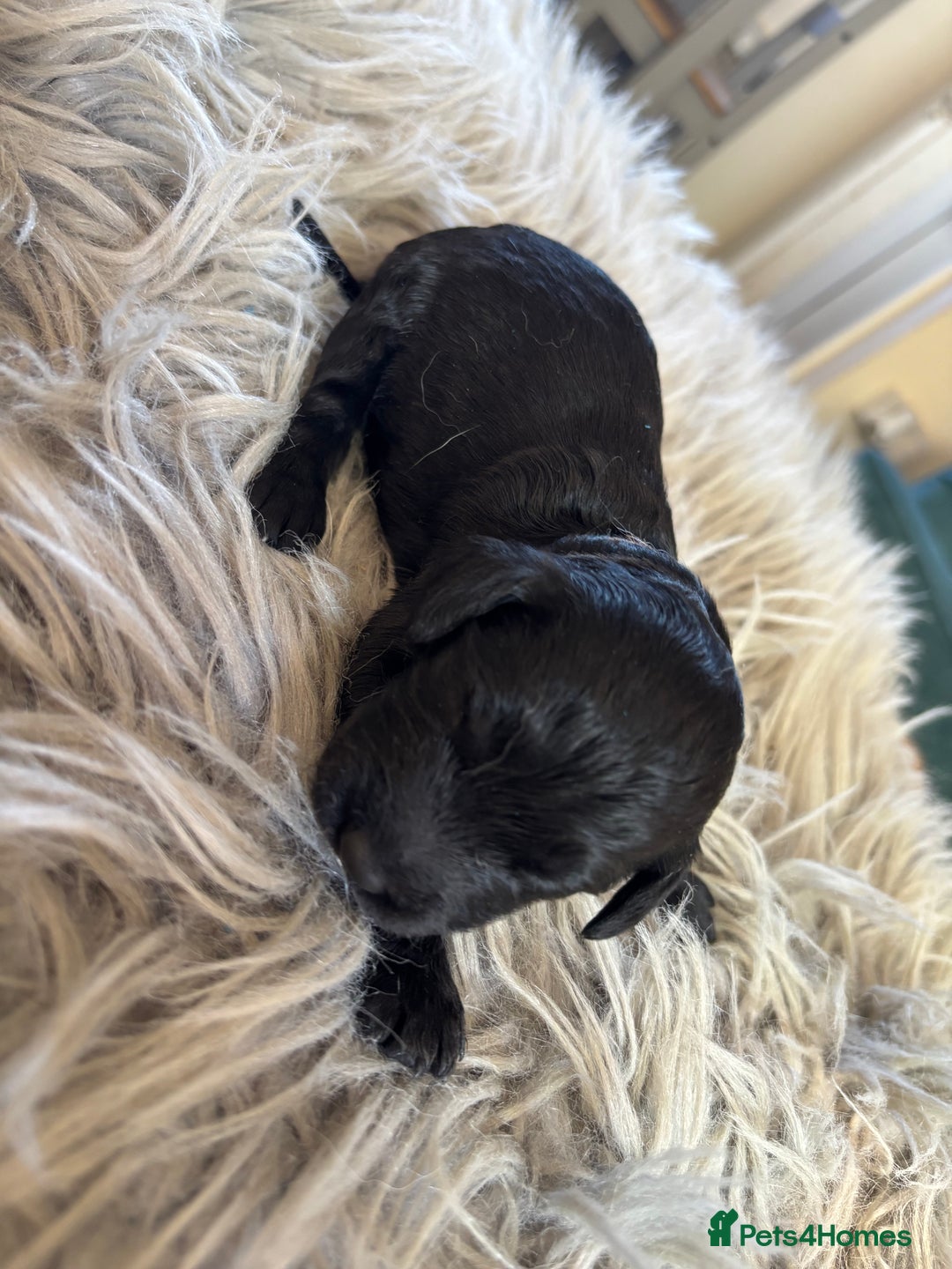 Goldendoodle dogs for sale: 12 Stunning Goldendoodles - Image 14