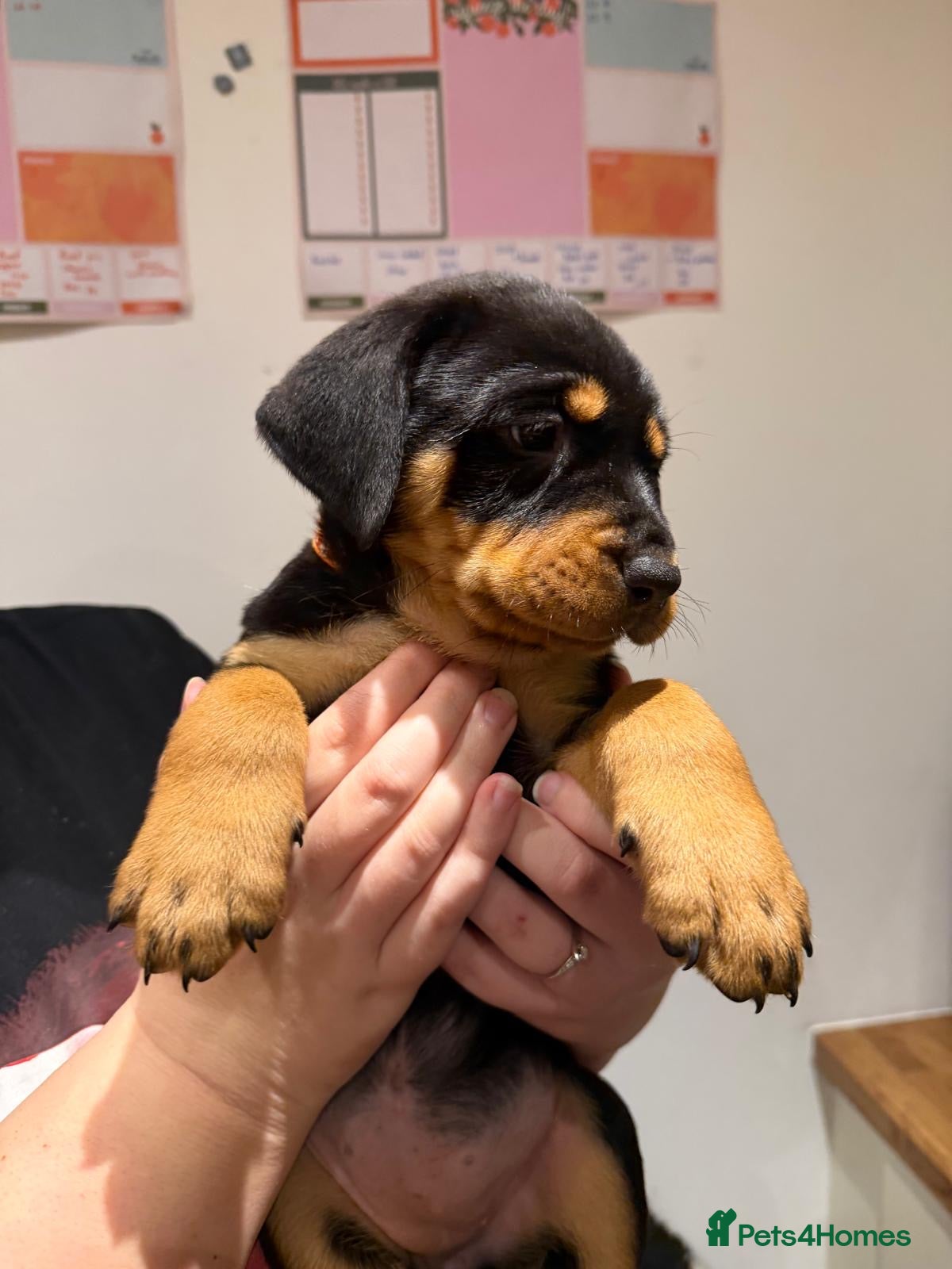 Rottweiler dogs Ready to leave now Chunky Rottweiler Puppies - Advert 3