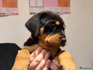 Rottweiler dogs Ready to leave now Chunky Rottweiler Puppies - Advert 3