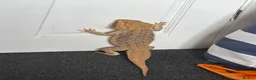 Bearded Dragon reptiles for sale: Bearded dragon and full vivarium set up. - Advert 3
