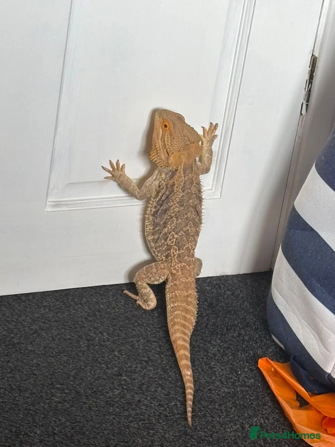 Bearded Dragon reptiles for sale: Bearded dragon and full vivarium set up. - Advert 3