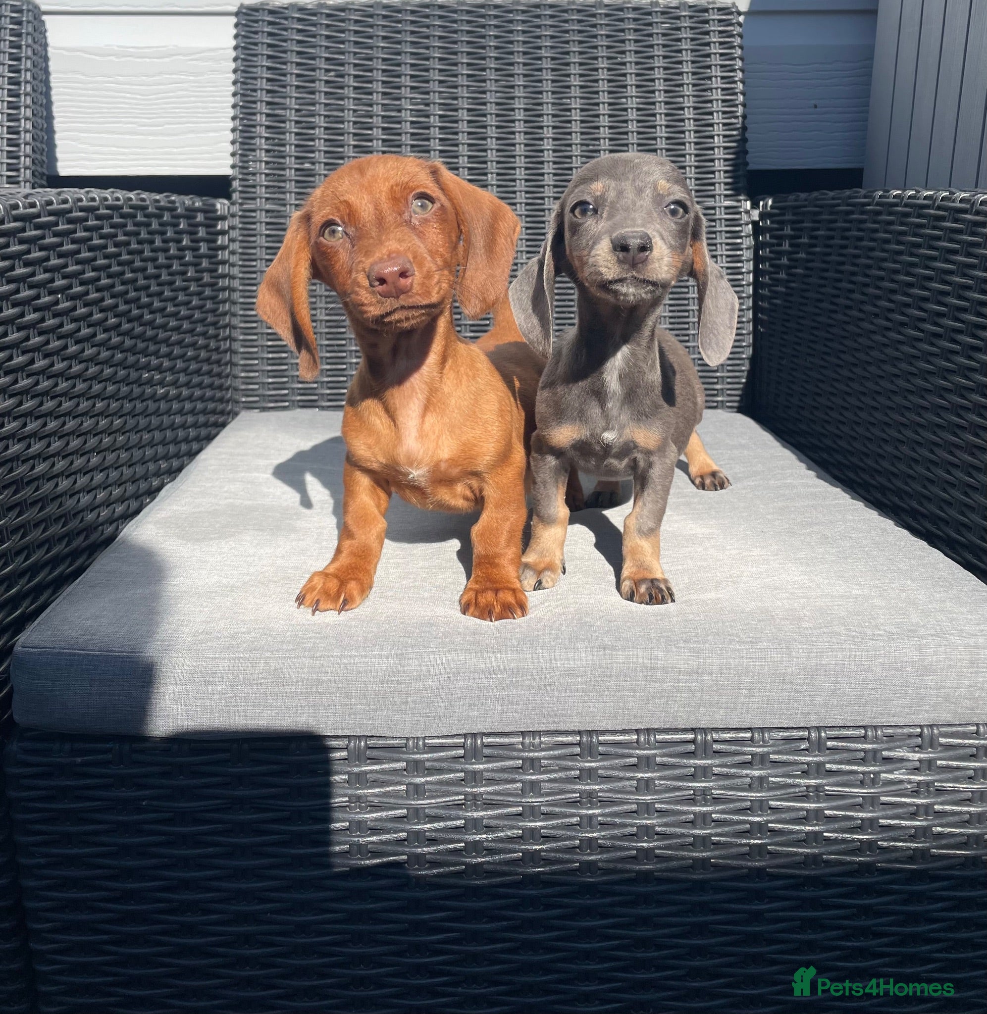 Miniature Dachshund dogs 💖💙beautiful Dachunds ready now 💖💙 - Advert 1