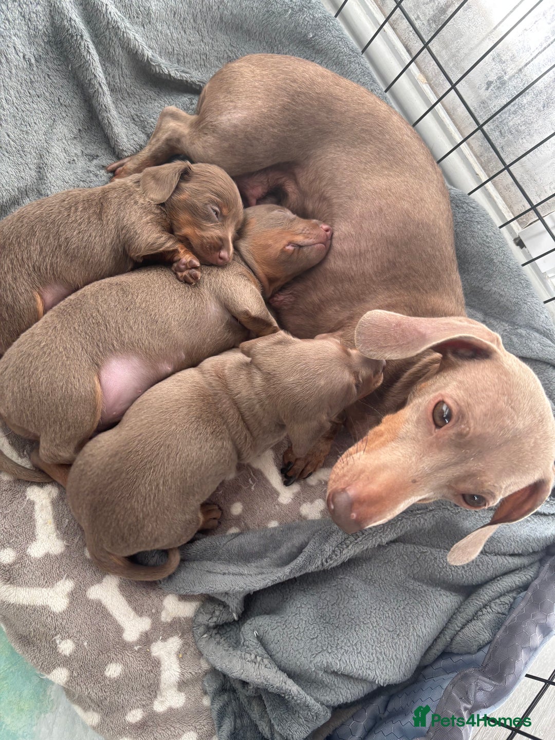 Miniature Dachshund dogs for sale: Beautiful Isabella & Tan miniature dashchunds✨🐾 - Image 7