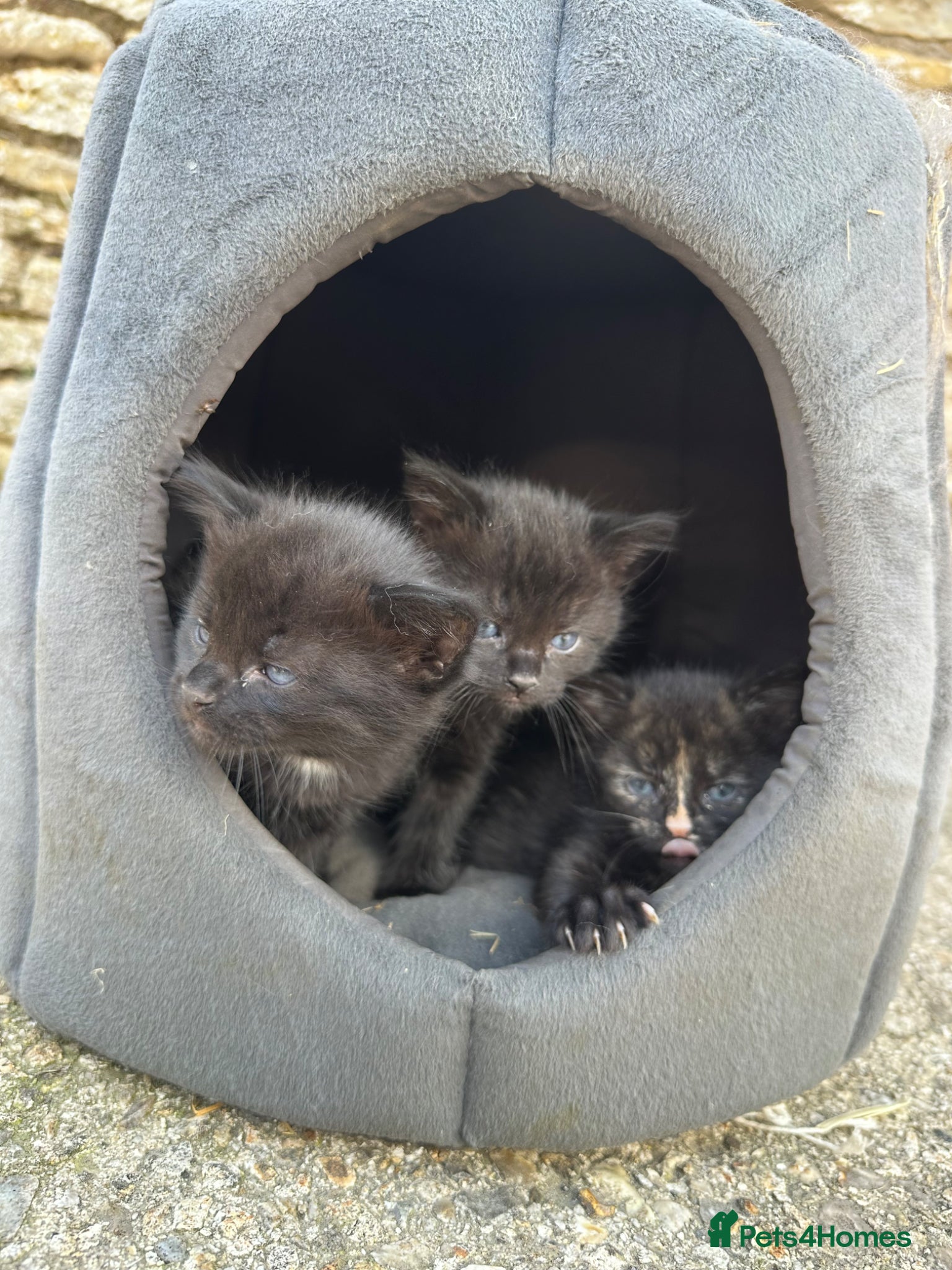 Mixed Breed cats Kittens for sale - Advert 1