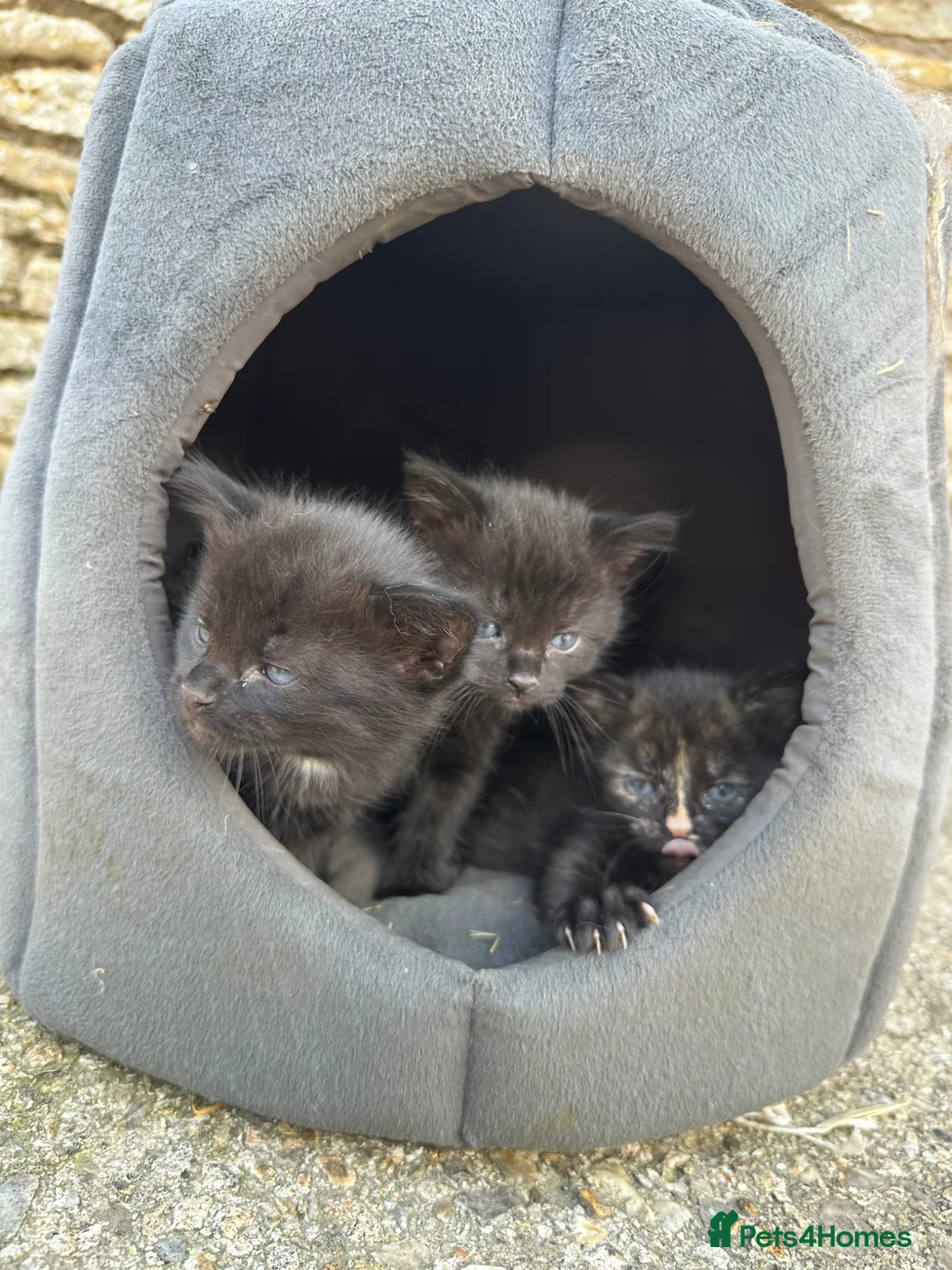 Mixed Breed cats for sale: Kittens for sale - Advert 1