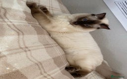 Ragdoll cats for stud: Large proven Handsome Seal-point Ragdoll Stud in Pudsey - Image 10