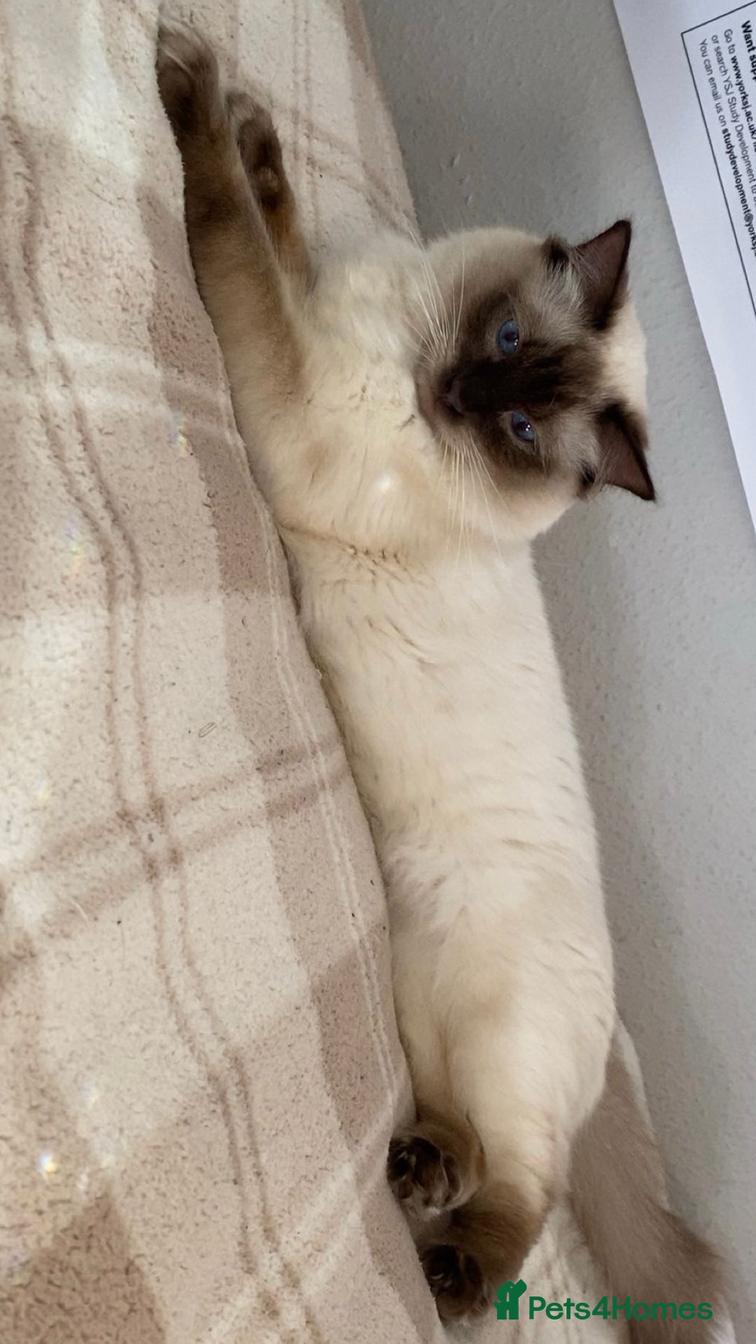 Ragdoll cats for stud: Large proven Handsome Seal-point Ragdoll Stud in Pudsey - Image 10