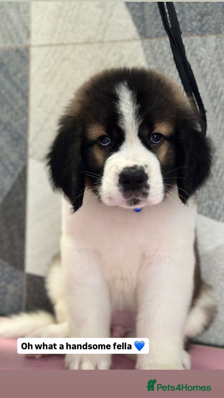 Saint Bernard dogs Show quality saint you won’t be disappointed  - Advert 4