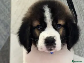 Saint Bernard dogs Show quality saint you won’t be disappointed - Advert 4