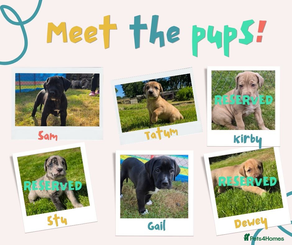 Mixed Breed dogs Daniff Puppies READY SOON - Advert 6