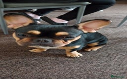 French Bulldog dogs for sale: French bulldog - Image 3