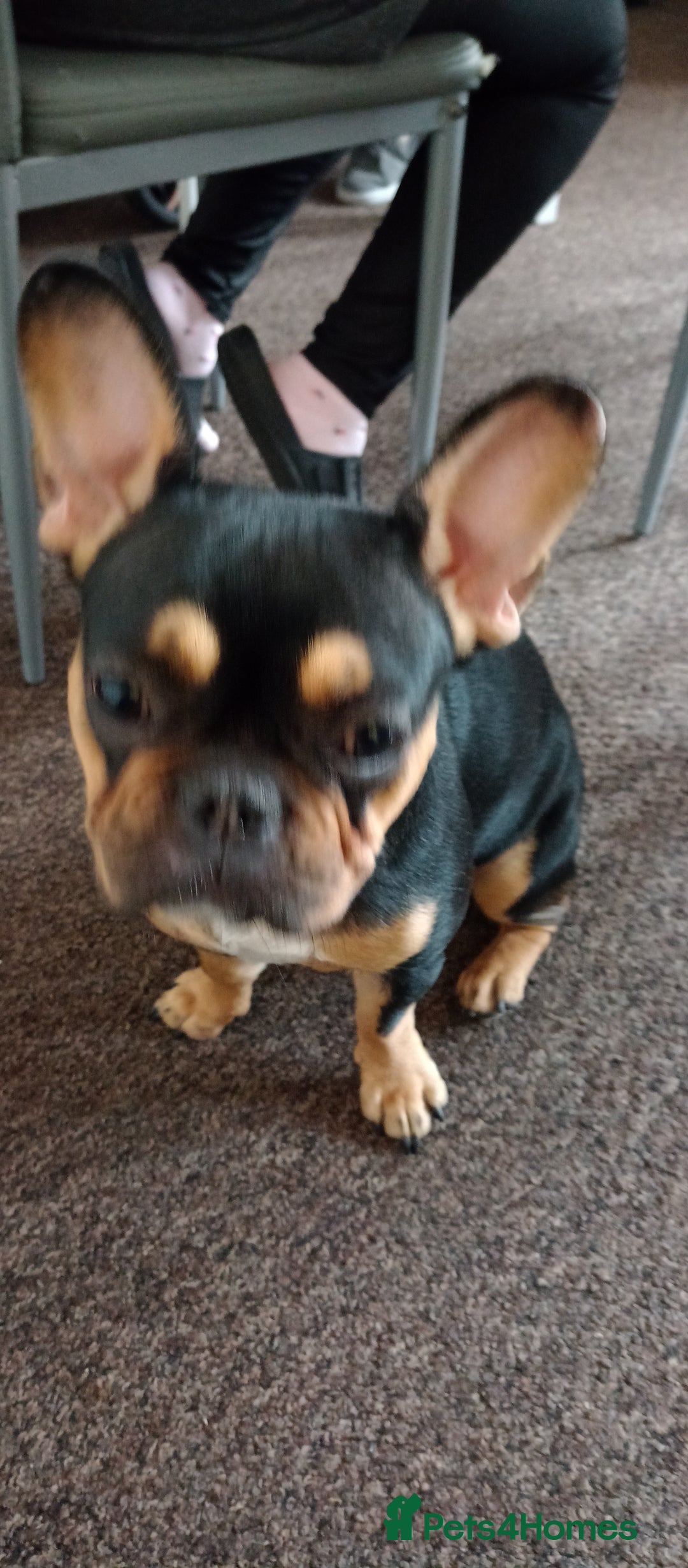 French Bulldog dogs for sale: French bulldog - Image 3