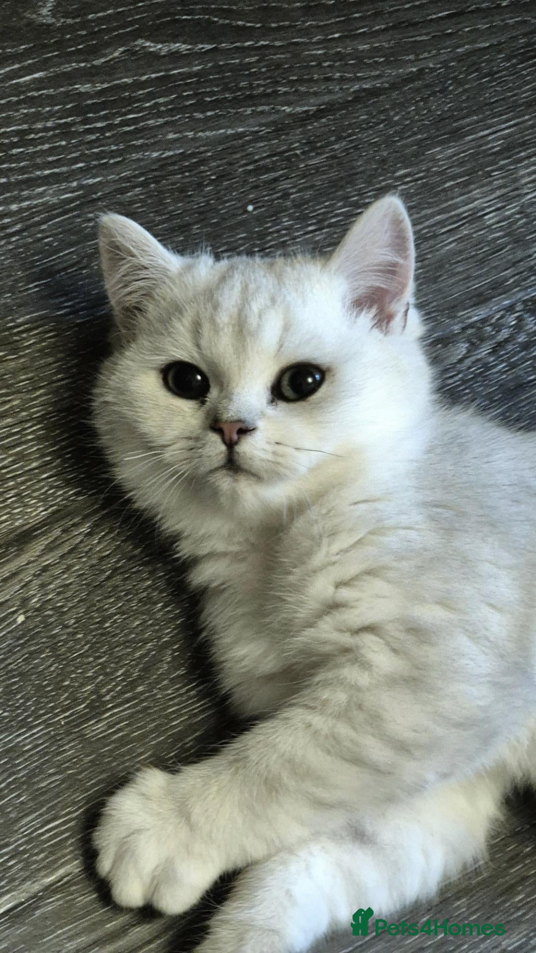 Mixed Breed cats for sale: LAST Beautiful Chinchilla kitten MALE - Advert 12