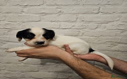 Cocker Spaniel dogs for sale: Cocker spaniels - Image 8
