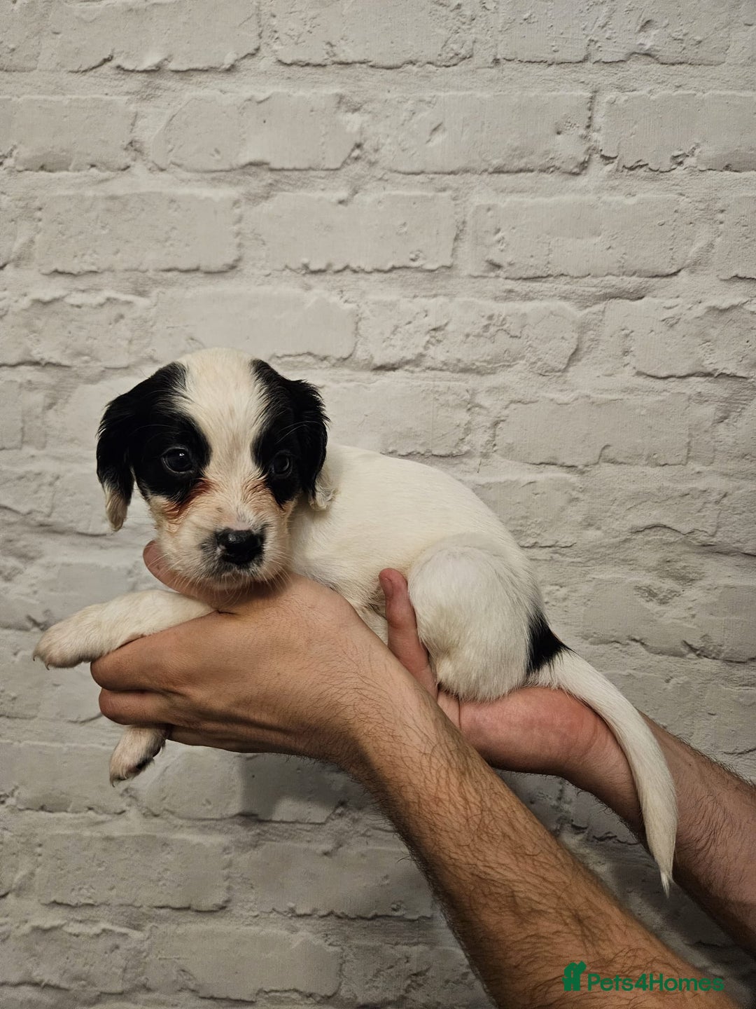Cocker Spaniel dogs for sale: Cocker spaniels - Image 8