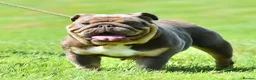 English Bulldog dogs for sale: EPIC BULLYZ PUPS - Advert 16