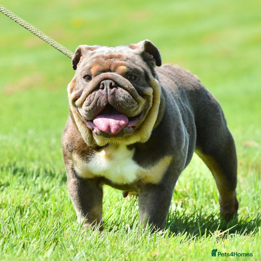 English Bulldog dogs for sale: EPIC BULLYZ PUPS - Advert 16