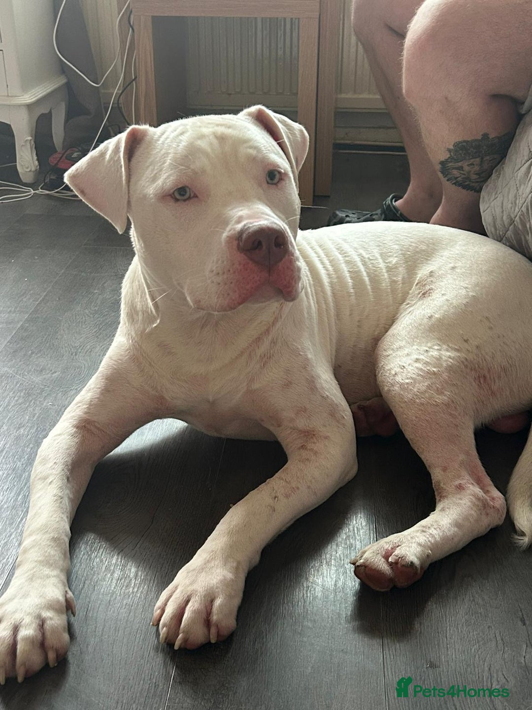 Mixed Breed dogs for sale: 11 month old American staffy x American bulldog - Image 2