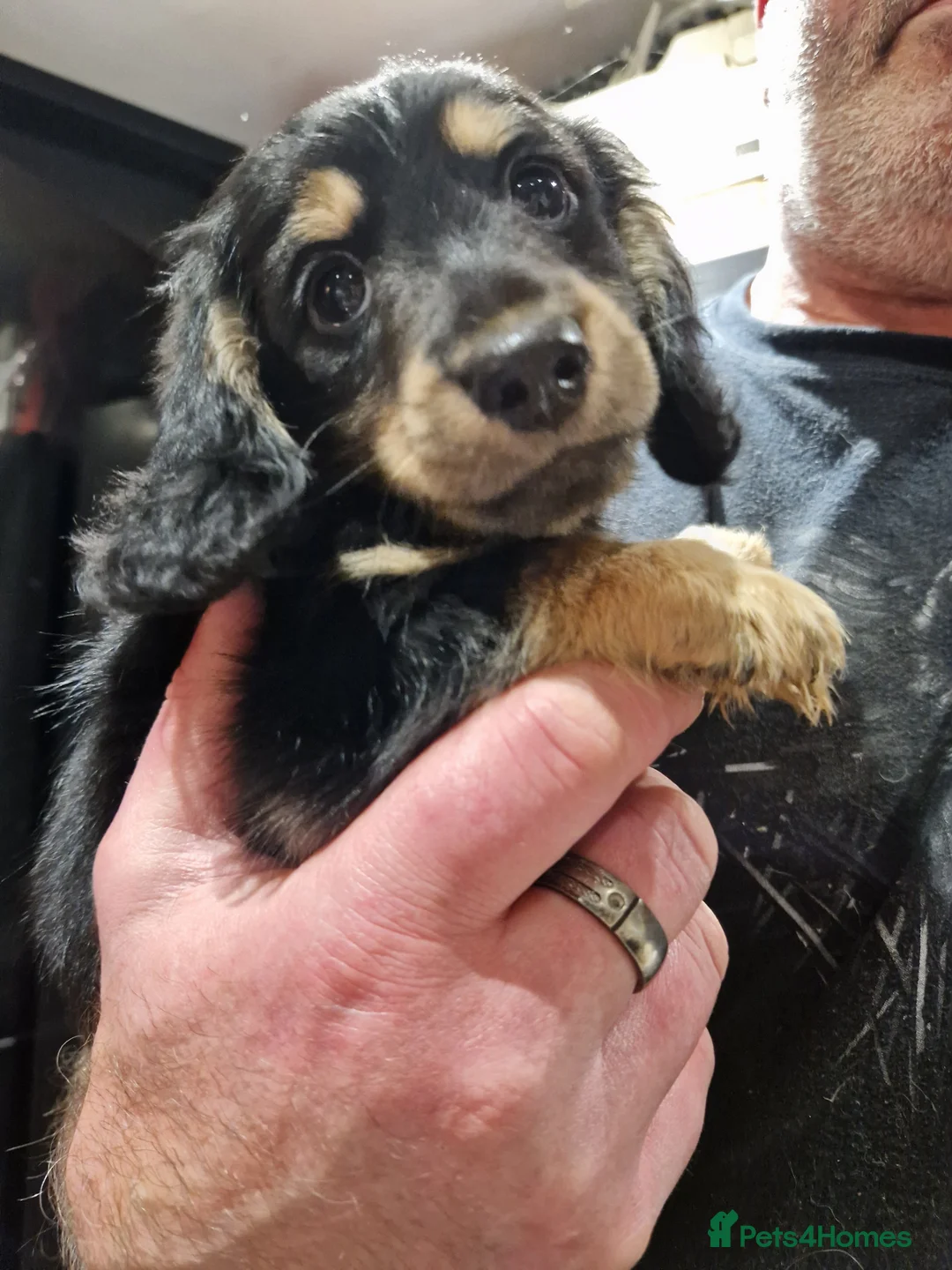 Miniature Dachshund dogs for sale:  Reduced For Last Girl Long Coat Waiting For You  - Advert 29
