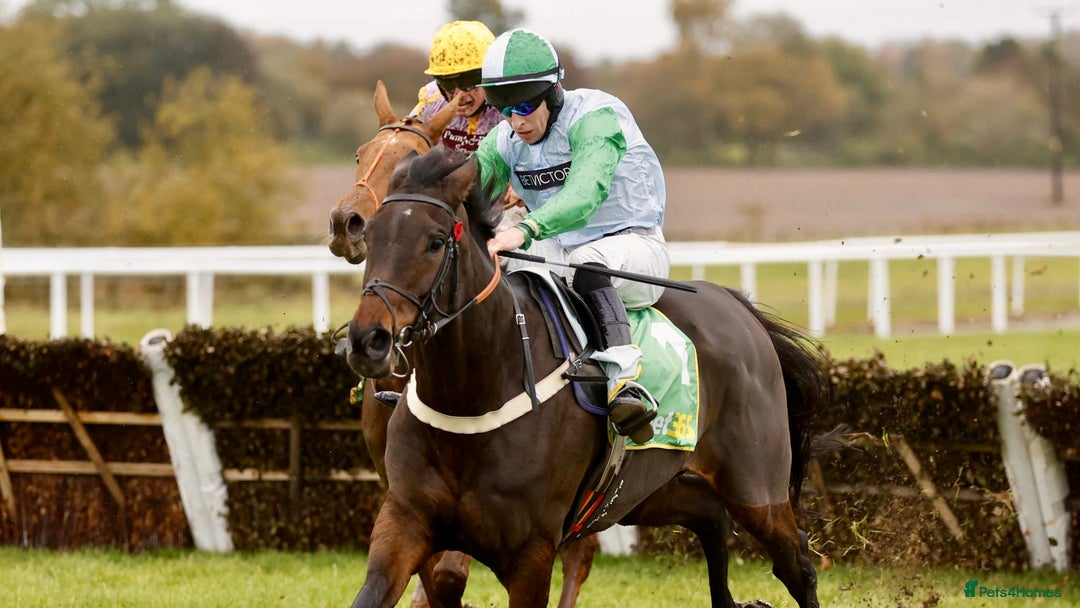 Irish Thoroughbred horses for sale: Project horse previously backed from KODIAC line - Image 13