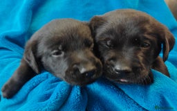 Labrador Retriever dogs for sale: Stunning KC registered fully health tested puppies - Image 6