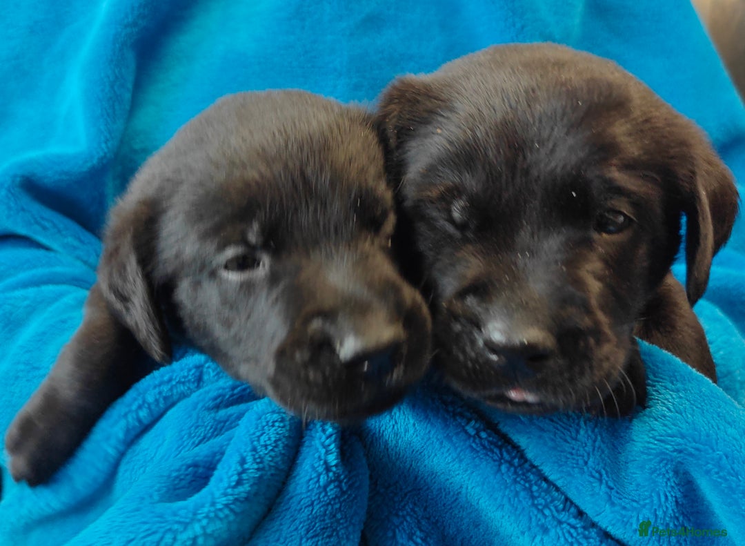 Labrador Retriever dogs for sale: Stunning KC registered fully health tested puppies - Image 6