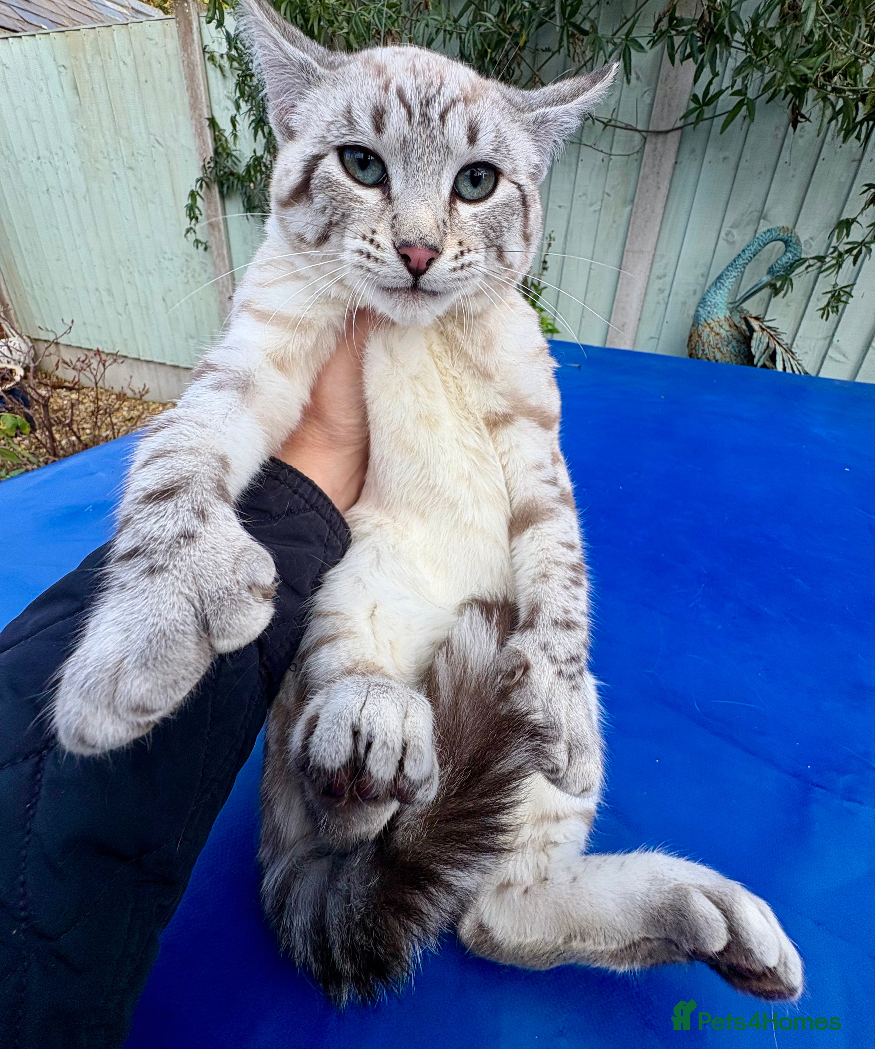 Savannah cats Superb polydactyl snow leopard girl  - Advert 3