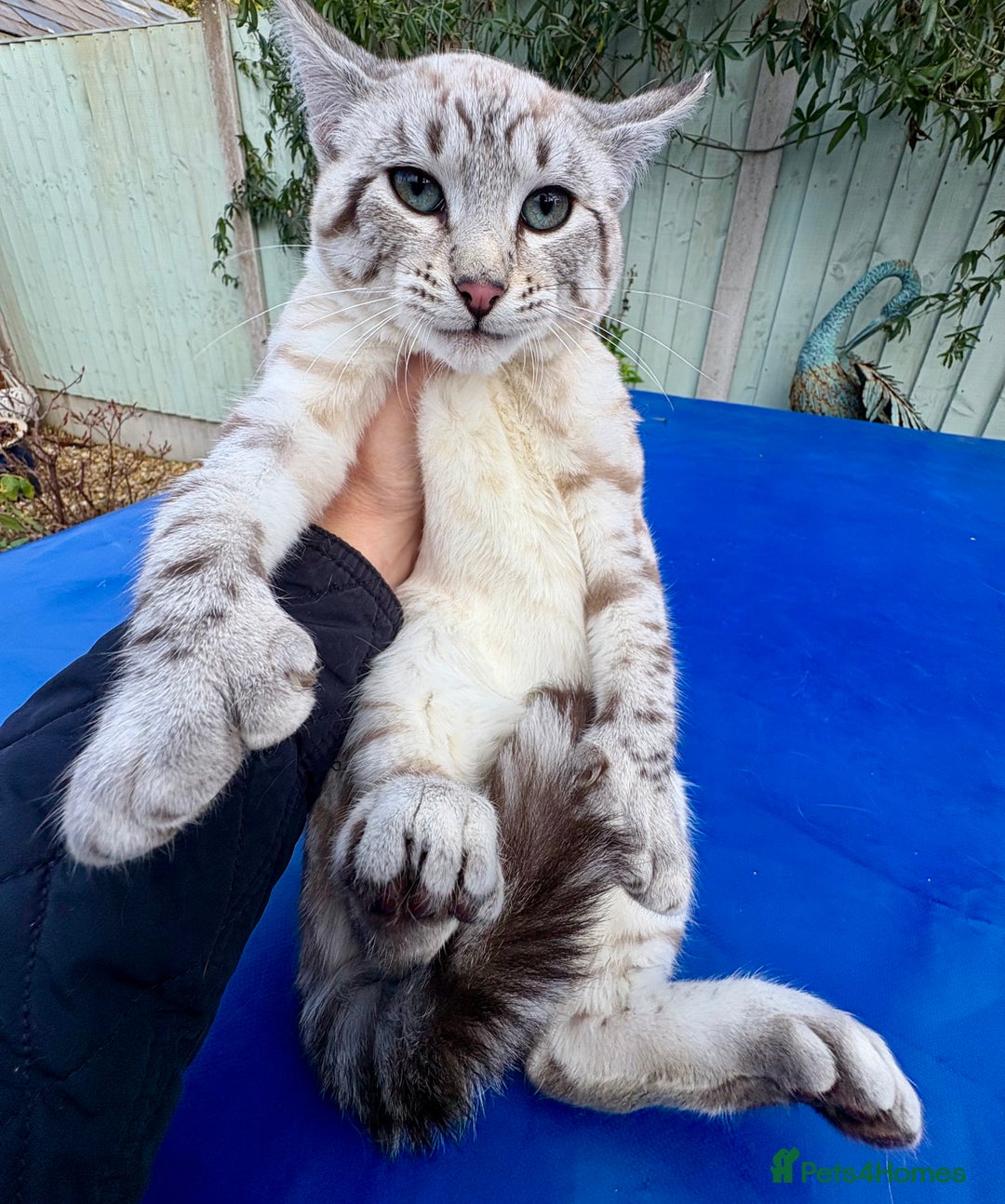 Savannah cats for sale: Superb polydactyl snow leopard girl  - Advert 1