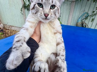 Savannah cats Superb polydactyl snow leopard girl - Advert 17