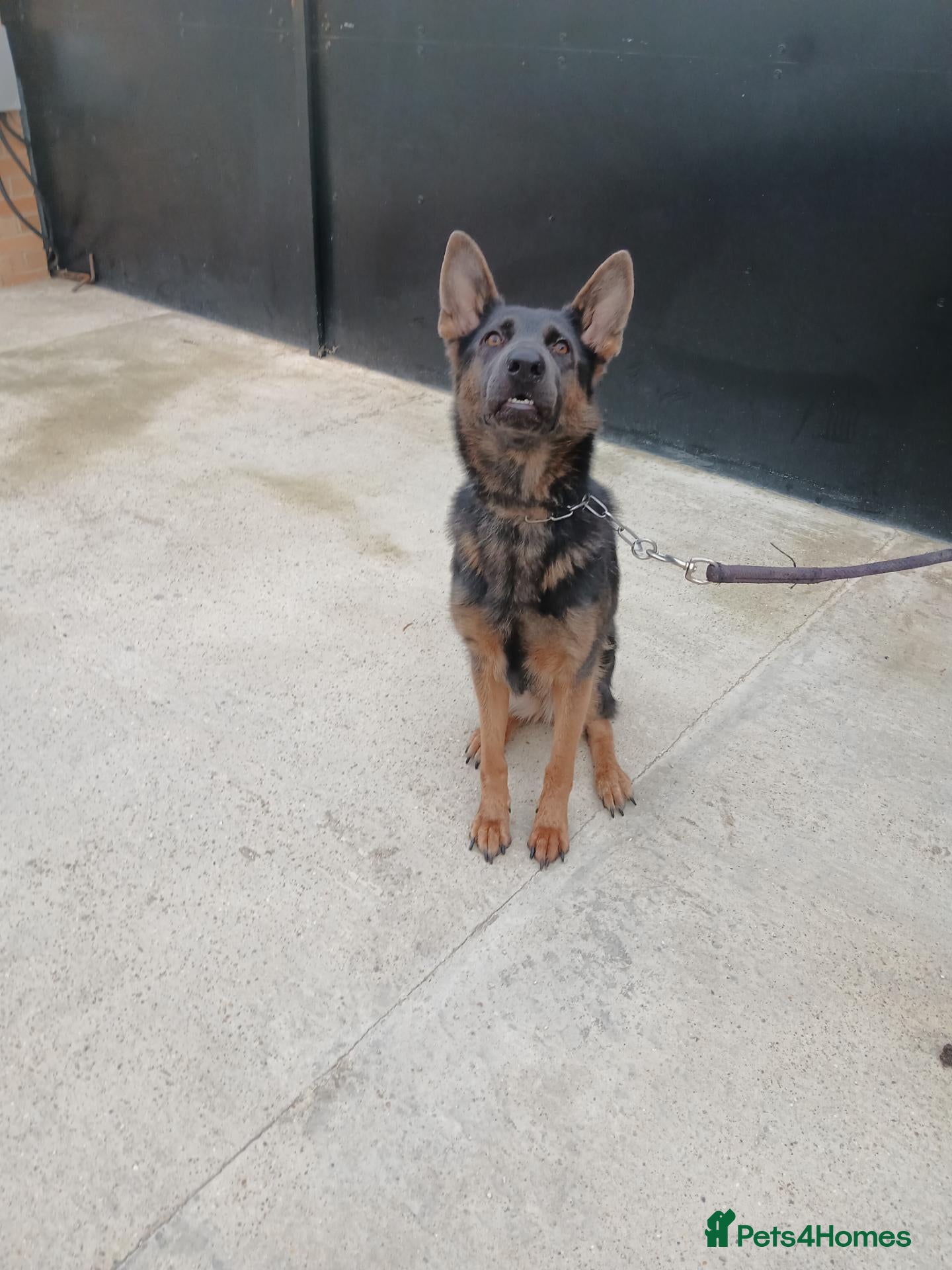 German Shepherd dogs German Shepherd female needs a good home - Advert 2