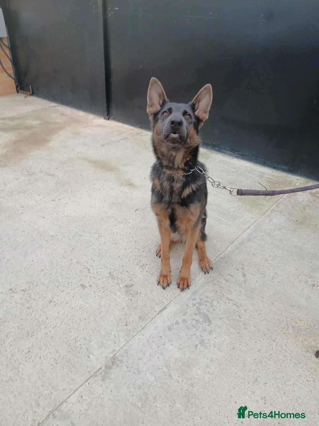 German Shepherd dogs for sale: German Shepherd female needs a good home - Advert 1