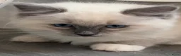 Ragdoll cats for sale: Blue Tortie Point Mitted Ragdoll Kittens - Advert 24