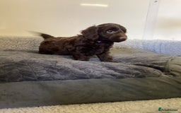 Cockapoo dogs for sale: F1 cockapoos  - Image 10