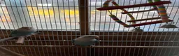 Lovebirds birds for sale: Proven pair of love birds  - Advert 6