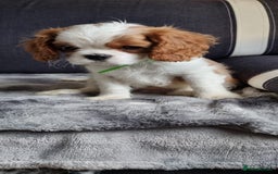 Cavalier King Charles Spaniel dogs for sale: Cavaliers King Charles spaniels - Image 7