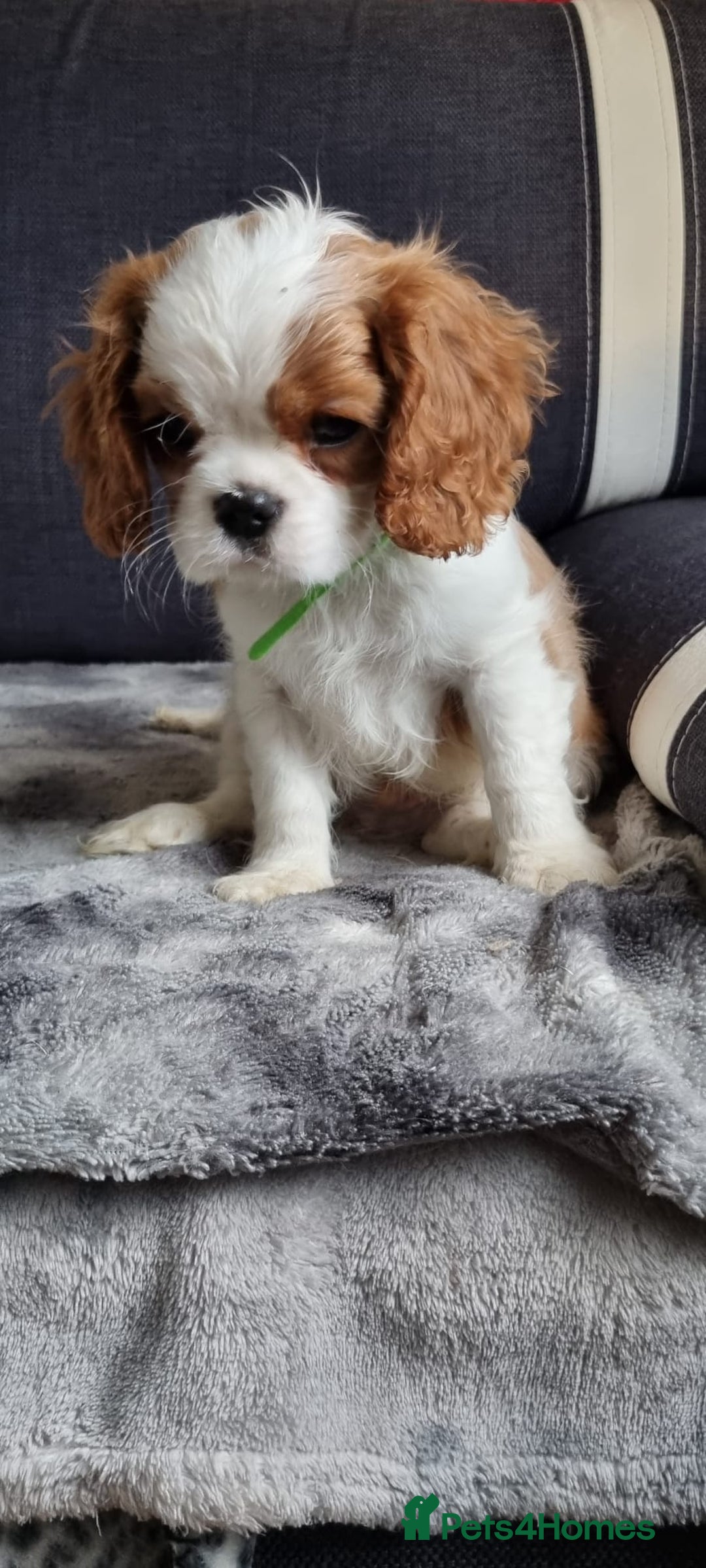 Cavalier King Charles Spaniel dogs for sale: Cavaliers King Charles spaniels - Image 7