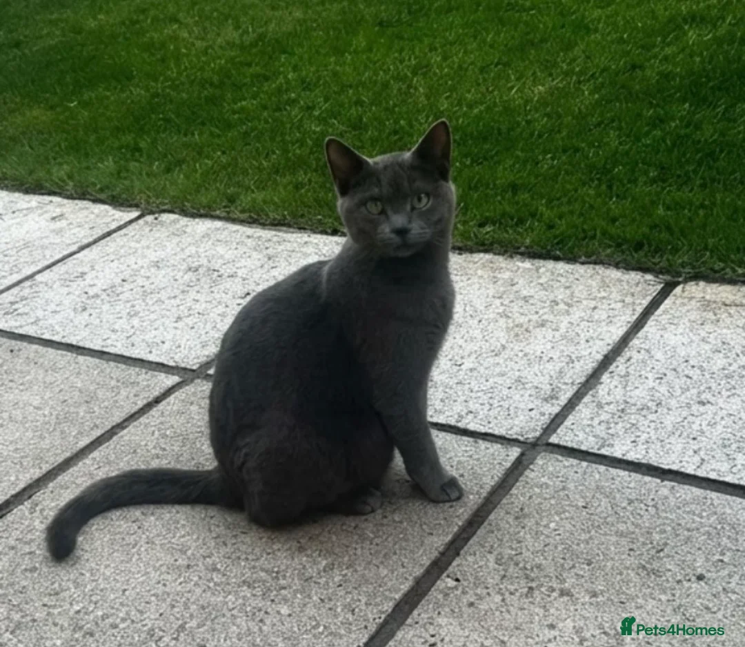 Russian Blue cats for sale: Two beautiful Russian blue kittens for sale  - Advert 2