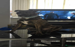 Mixed Breed dogs for sale: Lakeland x Boston terrier - Image 18