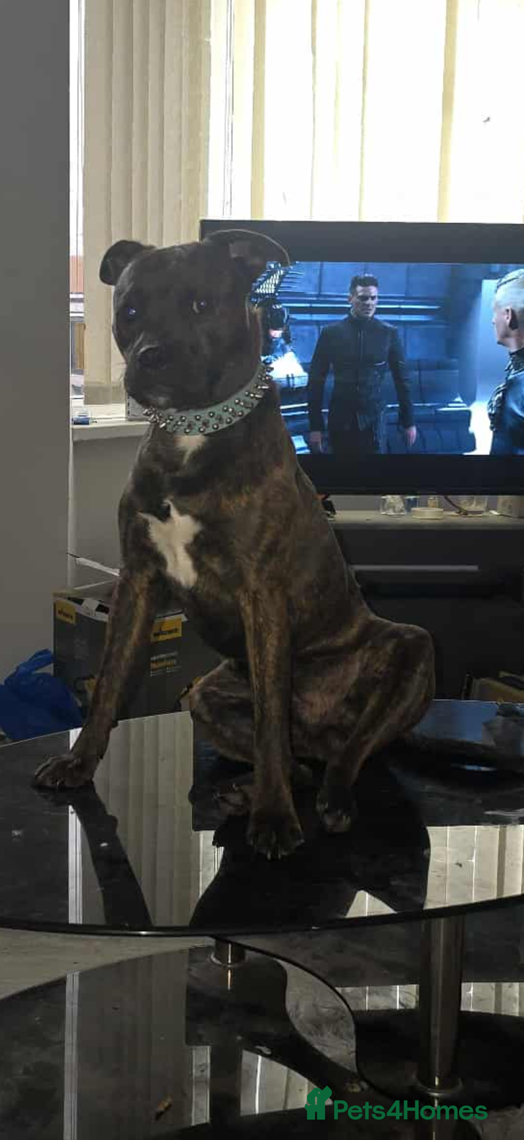 Mixed Breed dogs for sale: Lakeland x Boston terrier - Image 18