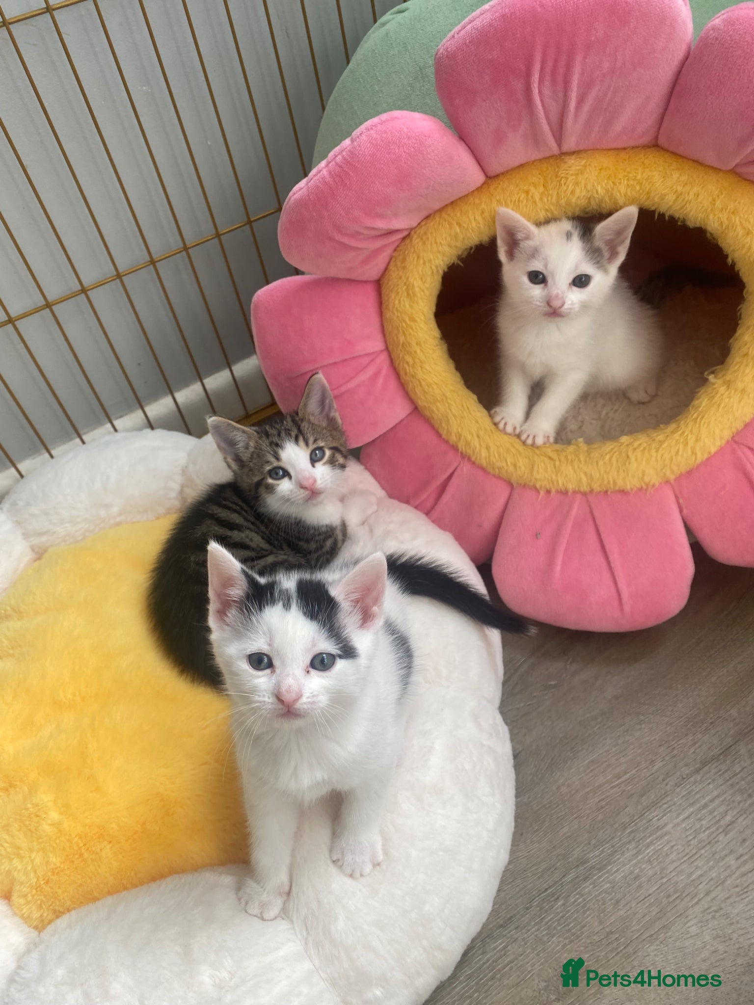 Mixed Breed cats for sale: Mixed breed female kittens - Advert 2