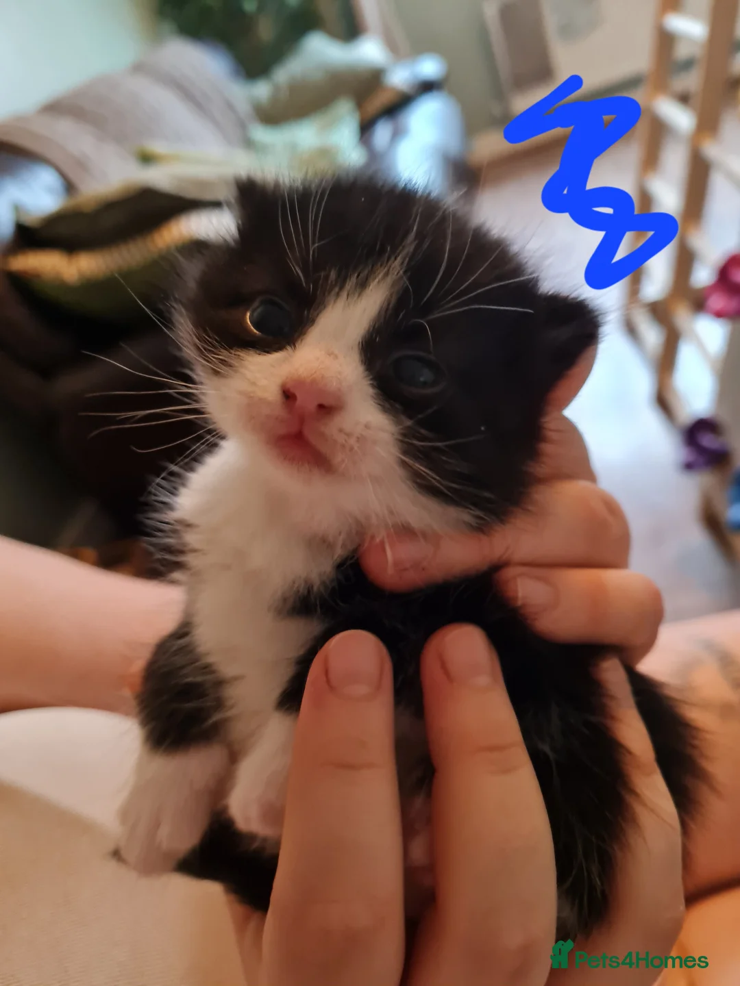 Mixed Breed cats for sale: Fluffy cute chunky kittens! - Advert 12