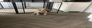 Saluki Puppy 3