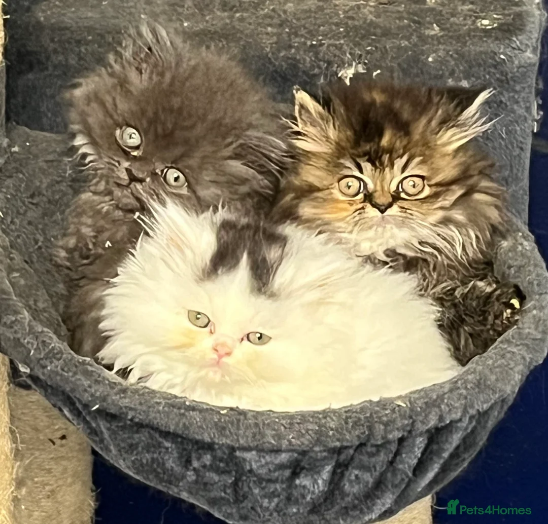 Persian cats for sale: Persian x Turkish Angora  - Advert 10