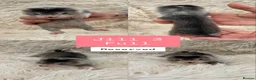 Ferret rodents for sale: Pedigree Full & semi Angora Ferret kits £150-£250  - Advert 4