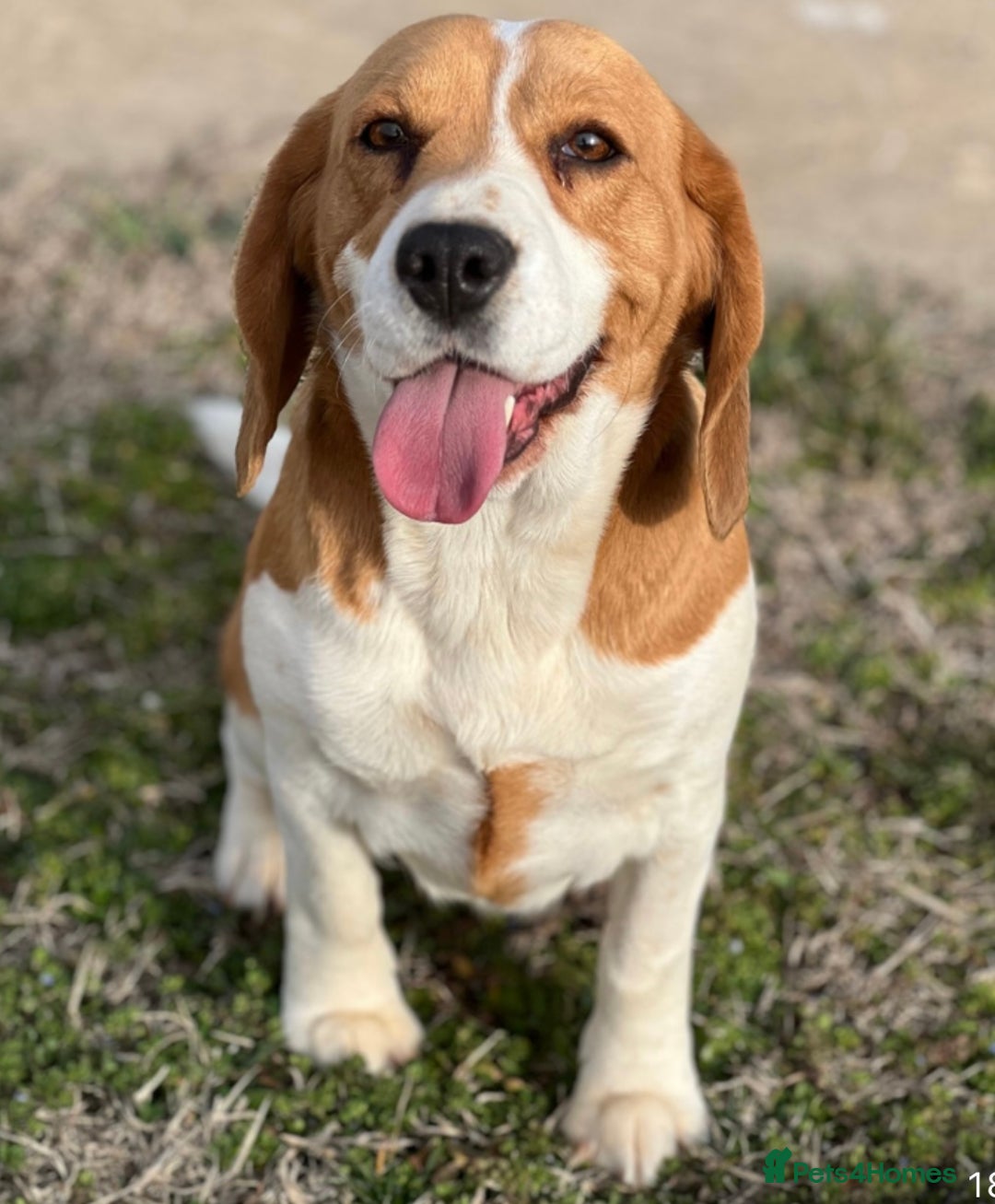 Beagle dogs for adoption: Beautiful Emma is looking for her forever home  - Image 5
