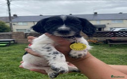 Cocker Spaniel dogs for sale: Cocker spaniel pups 3 male  - Image 3