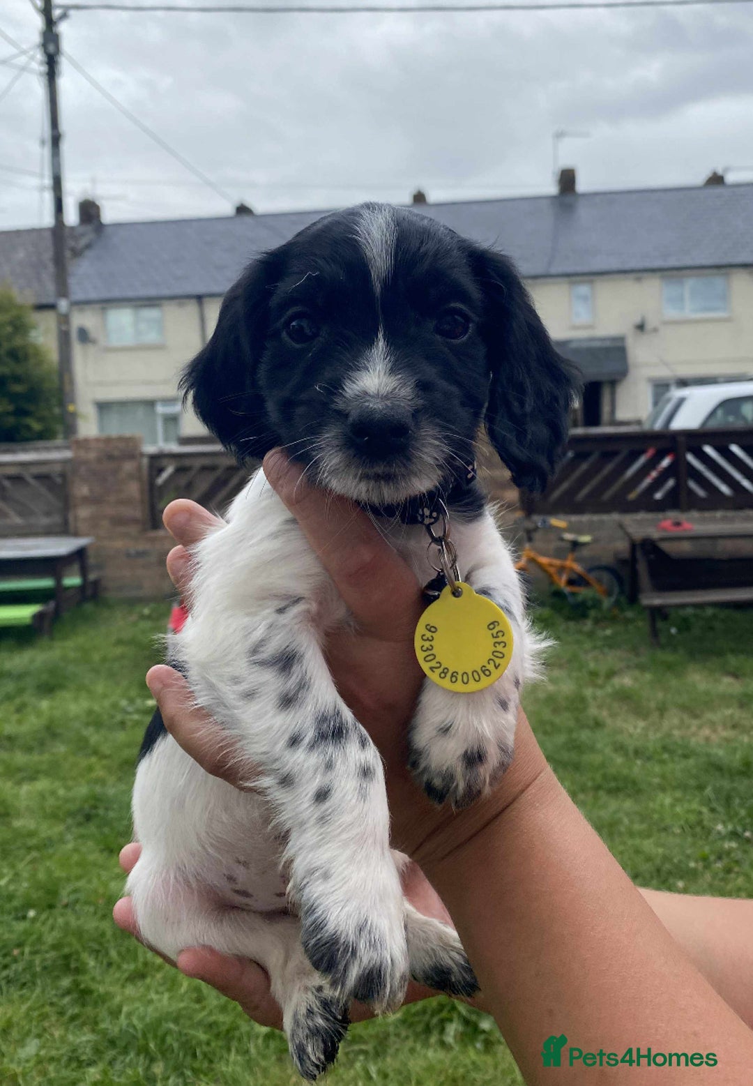 Cocker Spaniel dogs for sale: Cocker spaniel pups 3 male  - Image 3