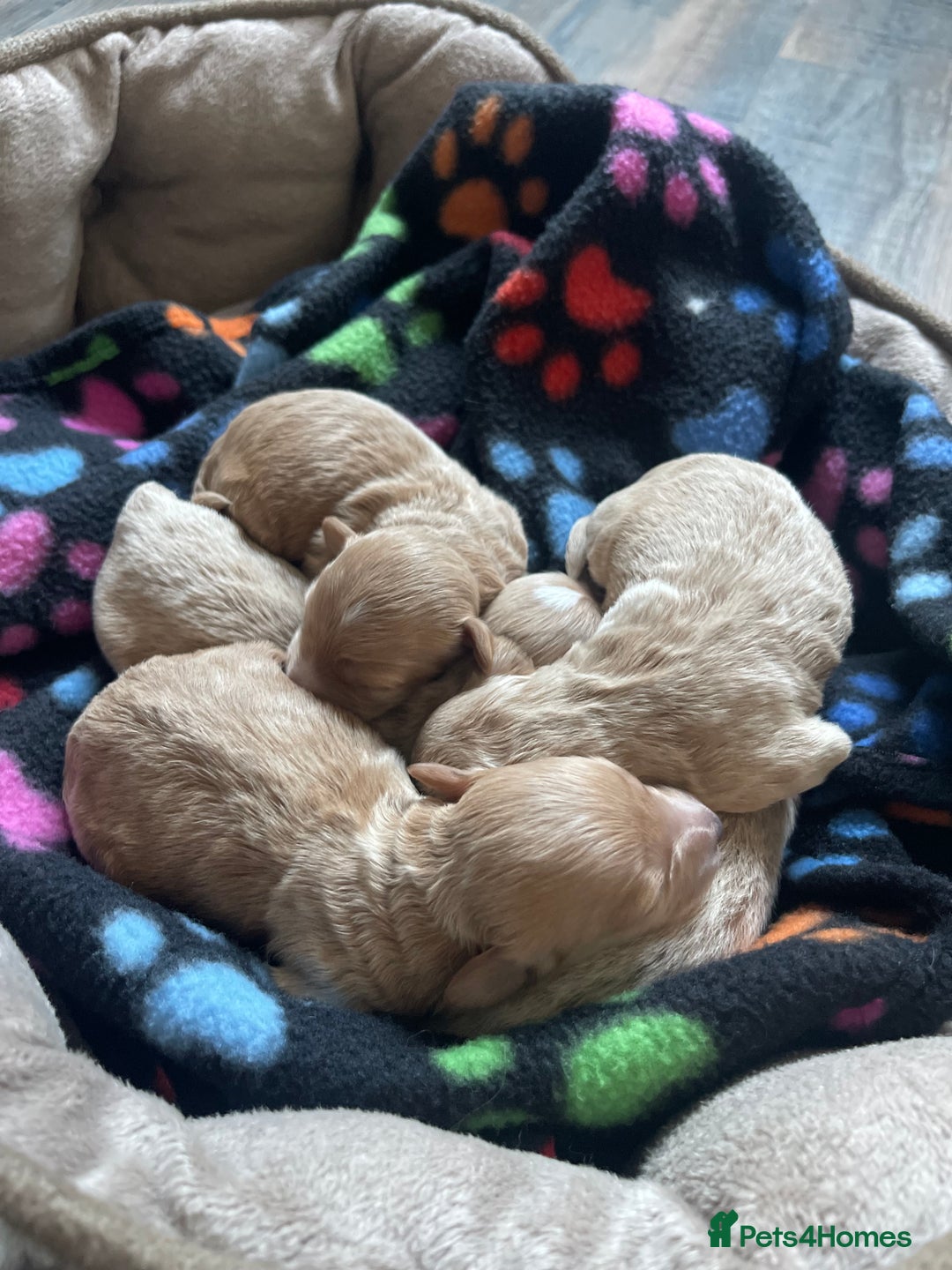 Maltipoo dogs for sale: Premium Red Caramel Maltipoo puppies F1 - Advert 4