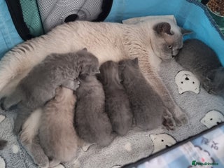 British Shorthair cats Amazing British Shorhair kittens for sale!!! - Advert 3