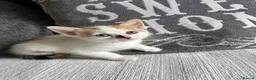 Mixed Breed cats for sale: Beautiful Kittens - Advert 7
